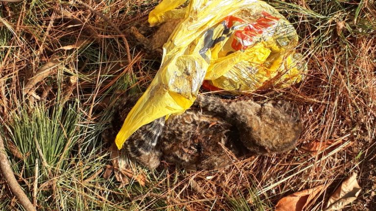 Motociclista é atingido por galho de árvore, em Campos do Jordão