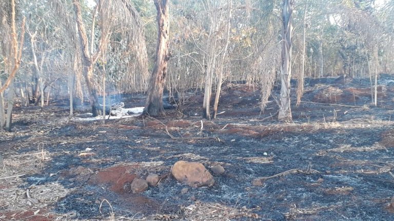 Incêndio destrói parte da área de reflorestamento da USP