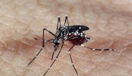 Casos de dengue mais que dobram no estado de São Paulo
