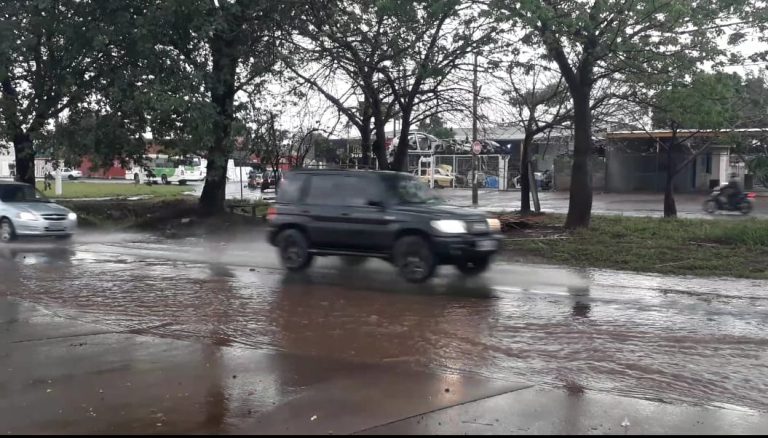Curioso | Jacaré “boa praça” é retirado de córrego em Sertãozinho