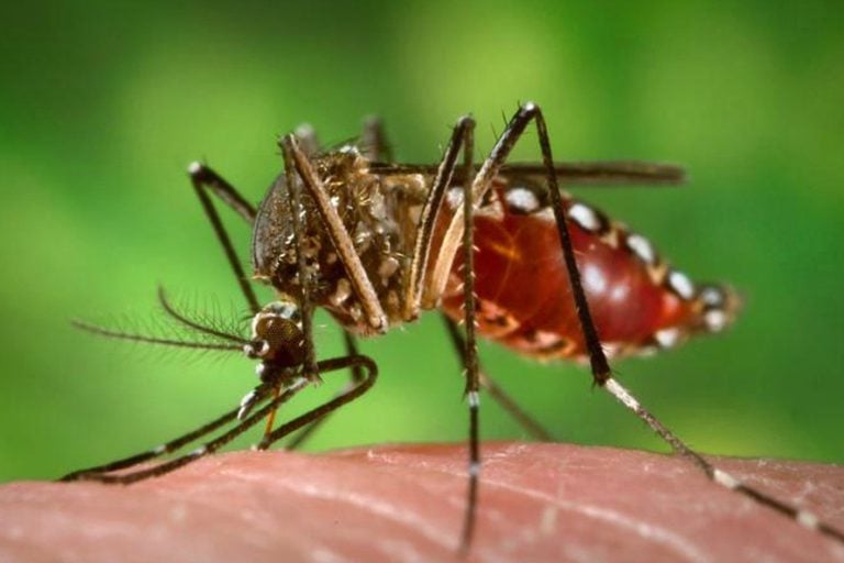 Casos de dengue aumentam 59% em Ribeirão Preto