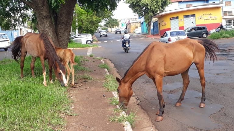 Animais soltos atrapalham o trânsito em avenida de Ribeirão