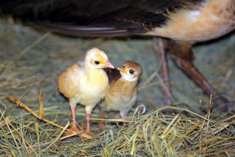 Filhotes de pavão que nasceram em ponto de ônibus vão para o Bosque Fábio Barreto