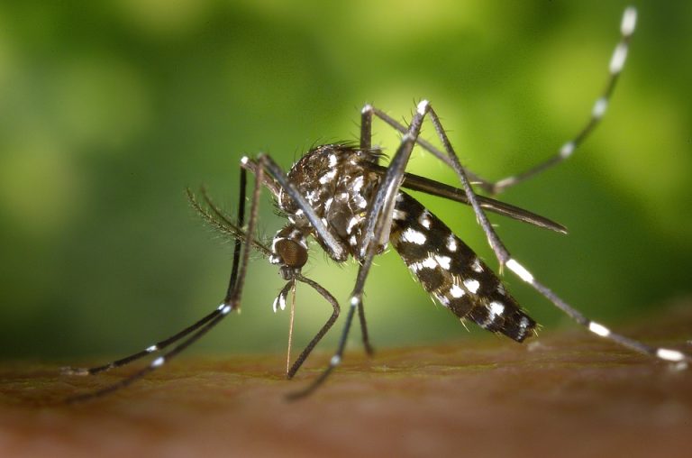 dengue jacareí estado de emergência