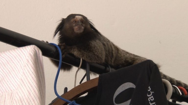 Mico invade loja de roupas e surpreende clientes nos Campos Elíseos