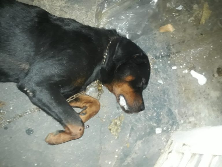 Morador denuncia envenenamento de cão nos Campos Elíseos