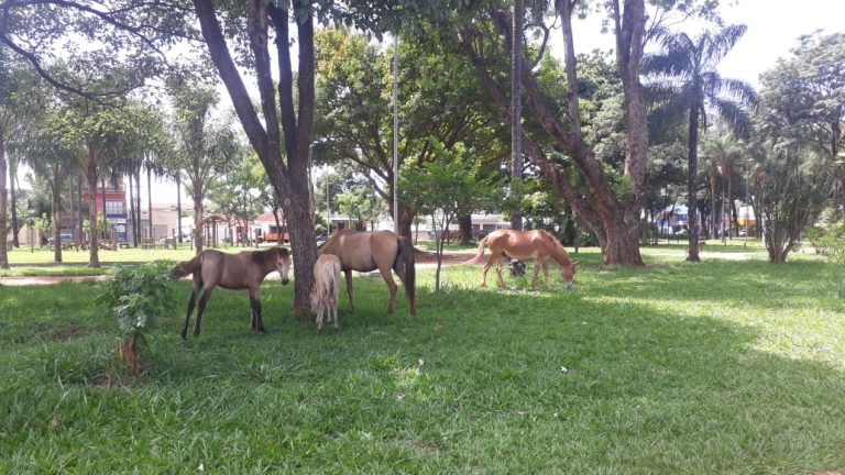 Moradores flagram cavalos soltos em praça dos Campos Elíseos