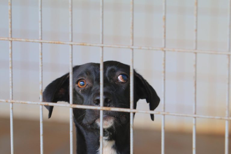 Adoção de animais domésticos é opção em meio ao isolamento social