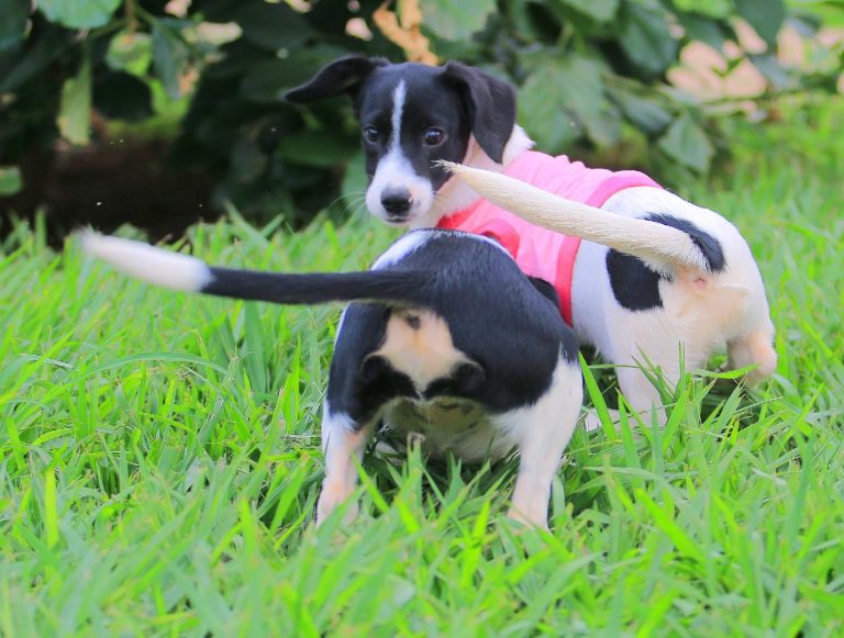 Feira de adoção oferece mais de 50 animais em Ribeirão Preto, neste fim de semana