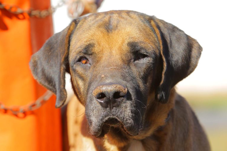 A terrível doença chamada raiva – Por Eduardo Filetti