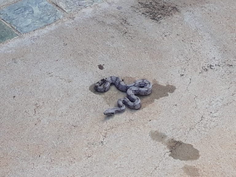 Jiboia é encontrada em casa da zona Leste