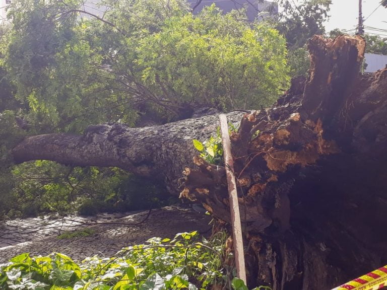Árvore caída ocupa parte da avenida Nove de Julho