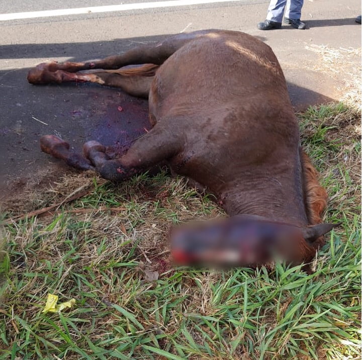 Fox atropela égua na frente da Fundação Casa