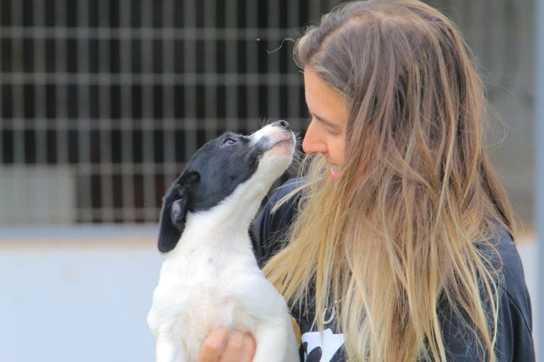 Cães em busca um novo lar estarão disponíveis em evento de adoção animal