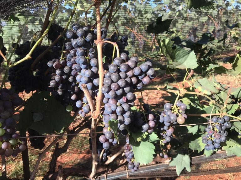 Vinícola de Ituverava prepara programação especial de inverno