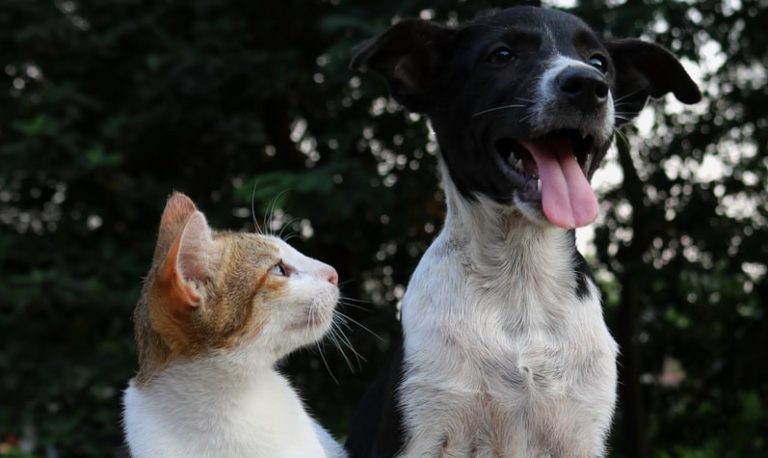 Vereador quer incentivar a adoção de animais com descontos no IPTU
