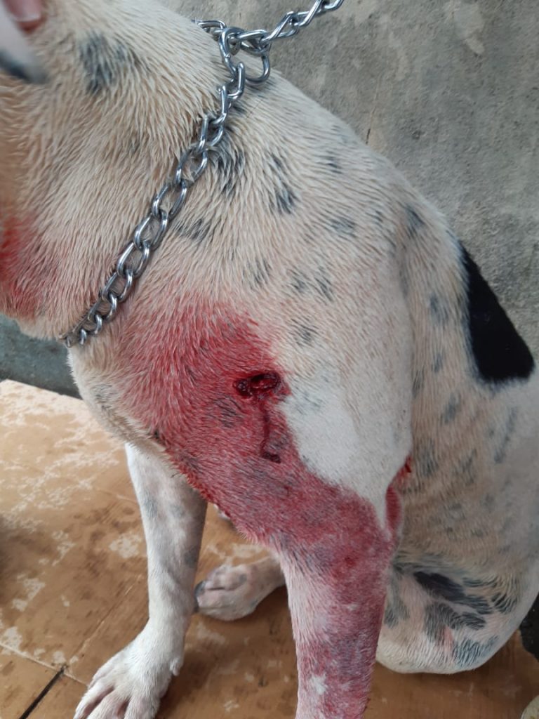 Empresário dá tiro em cachorro e acaba preso em Bebedouro