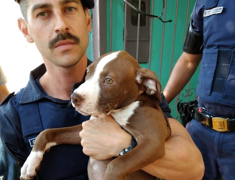 Ao fazer apreensão de drogas, Policia Civil encontra cão abandonado em Sertãozinho