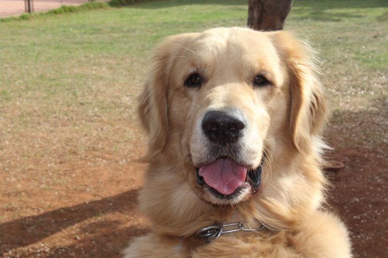 Fogos de artifício: cuidados ajudam a diminuir impacto sobre pets