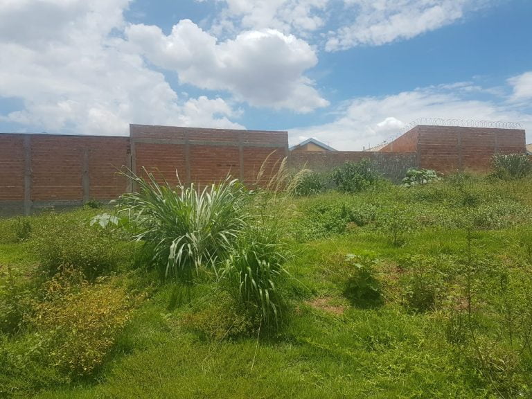 Moradores do Jardim Cristo Redentor reclamam de mato alto pelo bairro