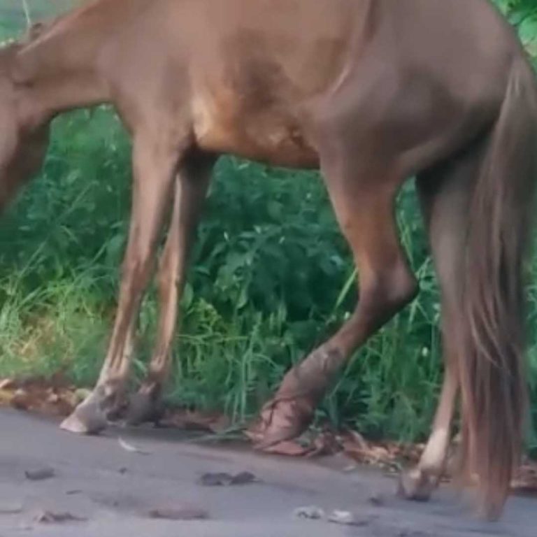 Vídeo | Motorista atropela cavalo na avenida dos Andradas