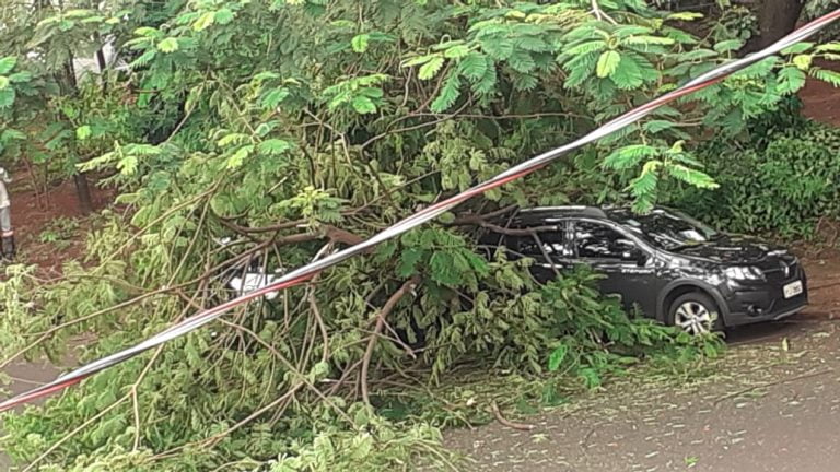 Galhos caem de árvore e danificam carros no Jardim Palma Travassos