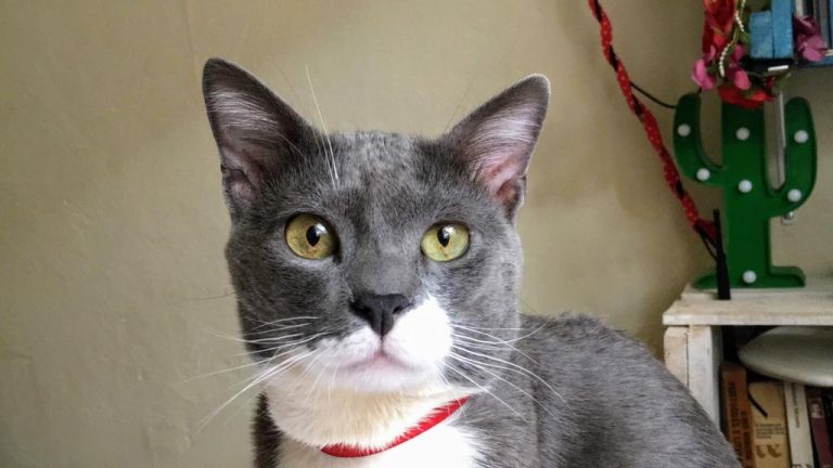 Feira de adoção da CBEA acontecerá neste sábado (25)