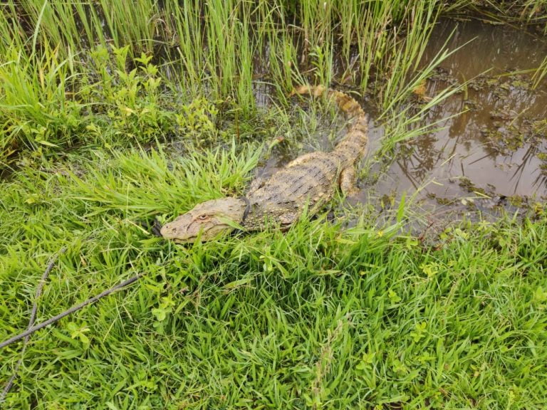 Jacaré ataca pescadora na margem do Rio Grande