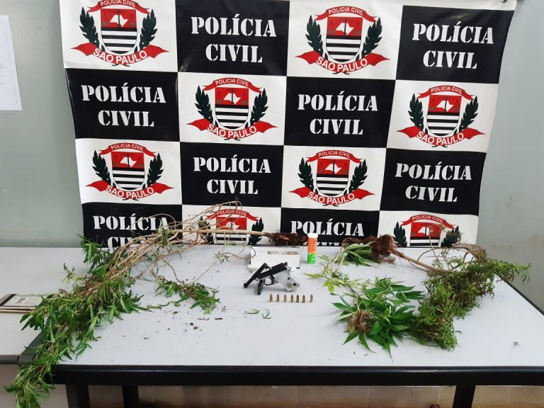 Operação prende dois e apreende cinco pés de maconha em Ribeirão