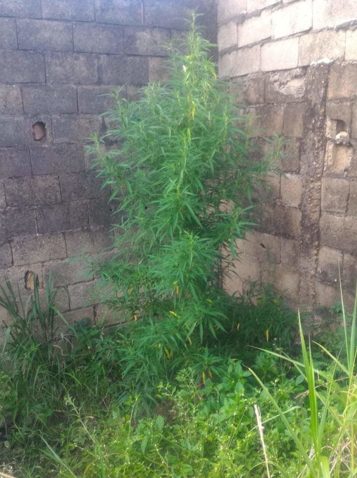 Mulher entrega companheiro por ter plantado um pé de maconha em casa