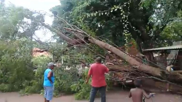 Vídeo | Árvore cai sobre veículo e interdita avenida por três horas na zona Oeste