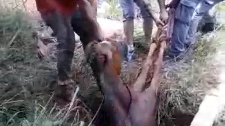 Cavalo cai em bueiro e é resgatado pelo Corpo de Bombeiros