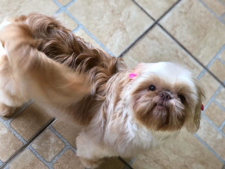 Procura-se por Shitzu que desapareceu no bairro Ribeirânia