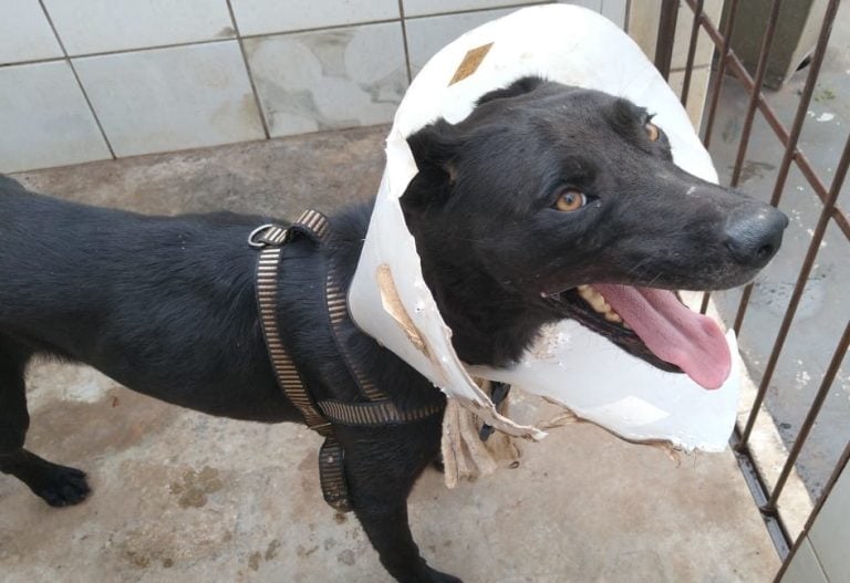 Após bicheira, cachorro mutila a própria pata e assistente social busca ajuda para cirurgia