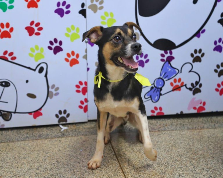 Depois de quatro meses de tratamento, cachorrinho vítima de maus-tratos está recuperado