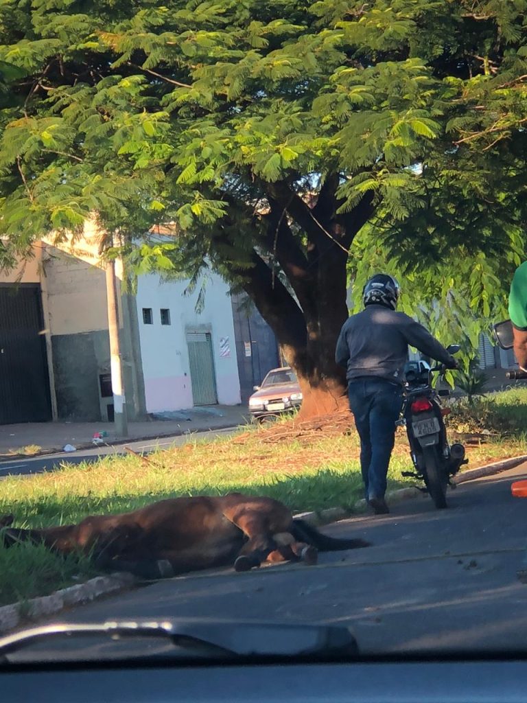 Vídeo incrível | motociclista atropela égua na avenida Costa e Silva em Ribeirão