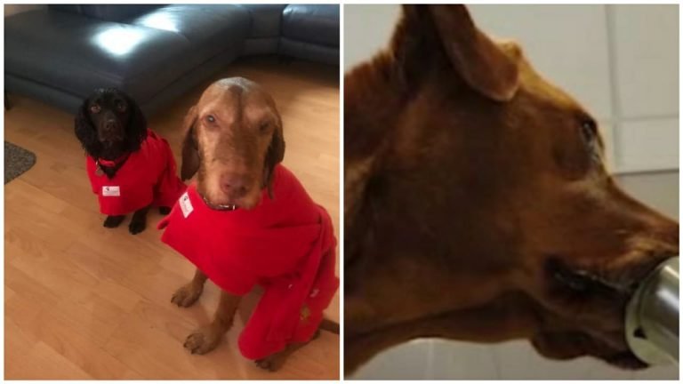 Cães farejadores são treinados para detectar pessoas infectadas com Covid-19