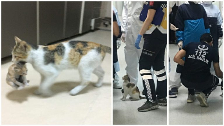 Gatinha leva filhote doente até emergência de hospital em busca de ajuda
