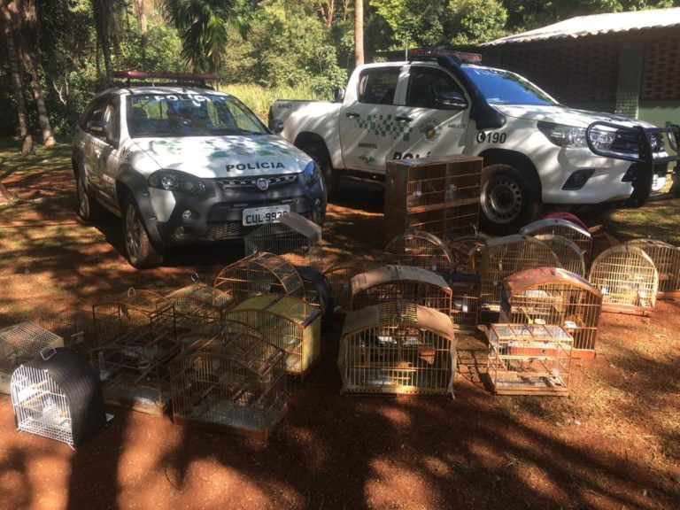 Vídeo | Polícia liberta 32 pássaros de cativeiro e autua homem de 52 anos por crime ambiental