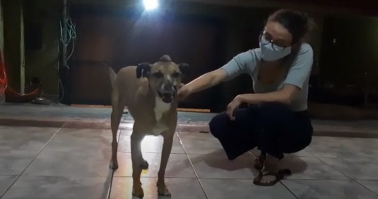 Vídeo | “Tive a certeza que Tony era minha missão”, diz médica que adotou cachorro vítima de maus tratos em Ribeirão