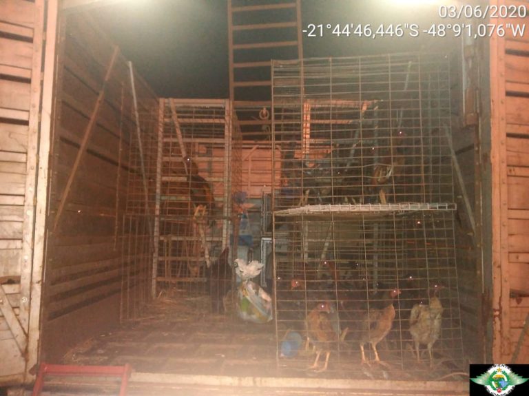 Polícia Ambiental localiza rinha de galo e cães em Araraquara