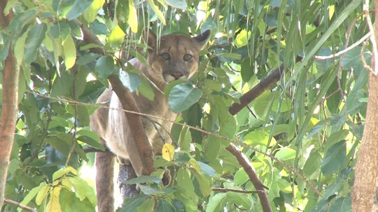 Vídeo | Onça parda sobe em arvore para fugir de cachorros na zona leste da cidade