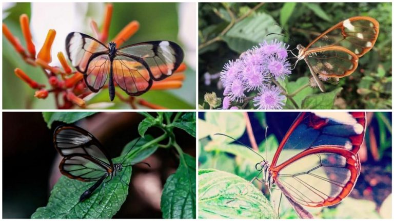 A incrível borboleta que fica transparente para confundir predadores