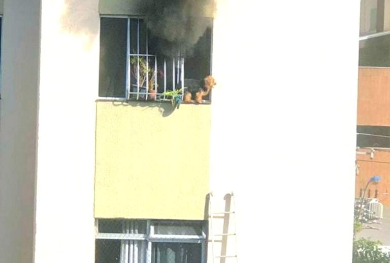 Garis resgatam cachorro pela janela de apartamento em chamas