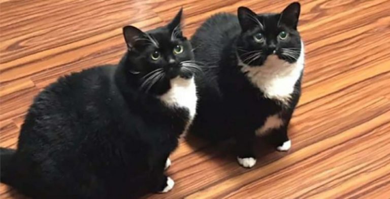 Dono perde gato, acha gato e o gato volta sozinho para casa