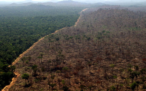 Pesquisadores temem explosão de desmatamento em 2020