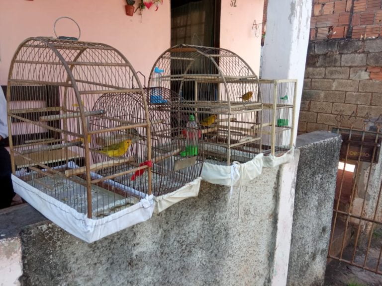 Polícia ambiental multa mulher por manter pássaros silvestres em cativeiro na região