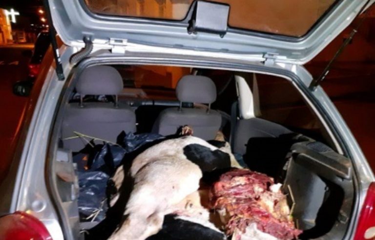 Polícia Rodoviária aborda carro com vaca desmembrada no porta-malas
