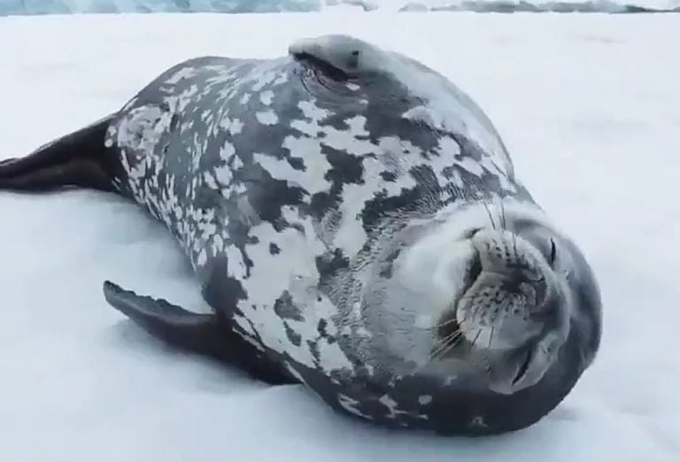 A vocalização espacial de uma foca dormindo