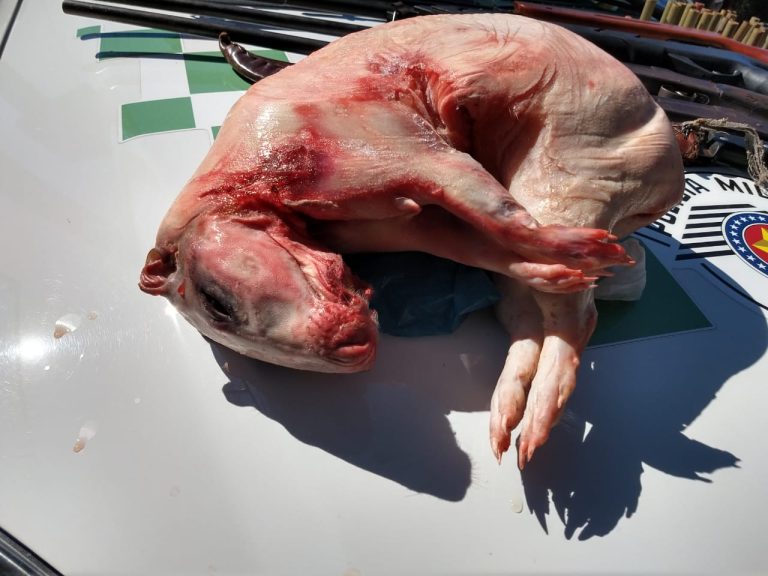 Caçadores se dão mal e acabam presos pela polícia após matarem paca na região